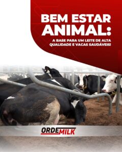 Vacas Felizes, Leite de Qualidade: O Poder do Bem-Estar Animal na Produção Leiteira